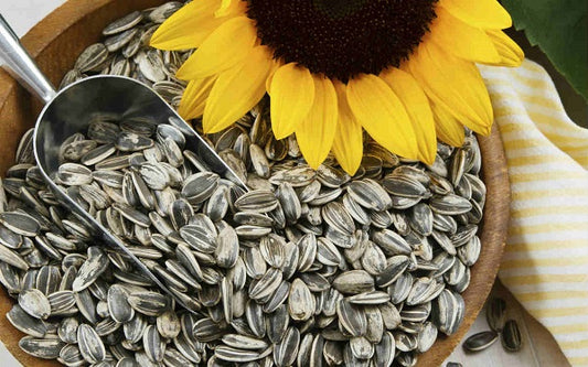 SEMILLA DE GIRASOL